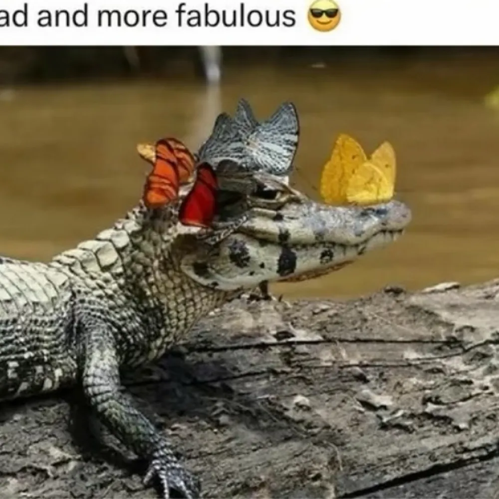 lizzzs.bsky.social's profile picture