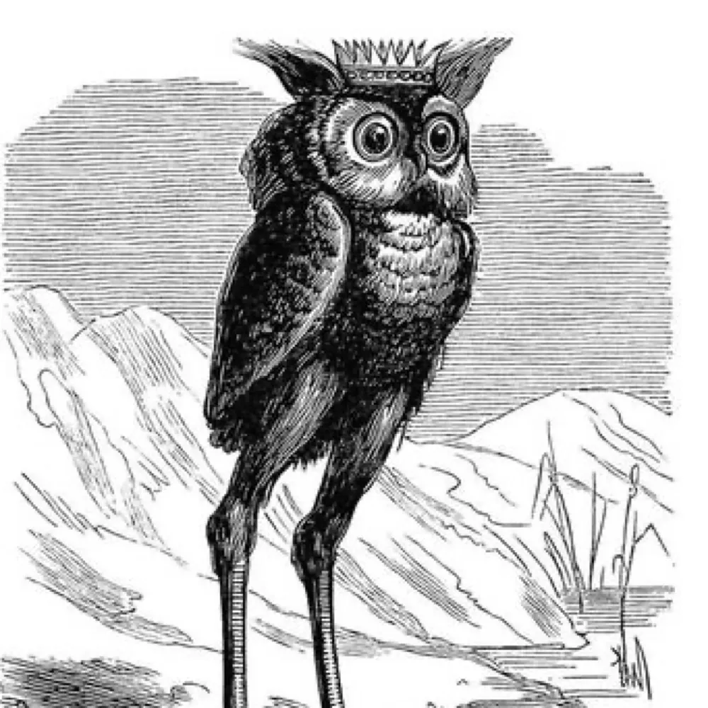 fluffybirdpancakes.bsky.social's profile picture