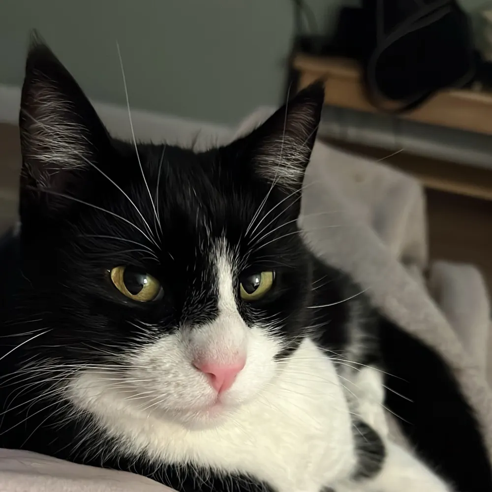 slappawappa.bsky.social's profile picture