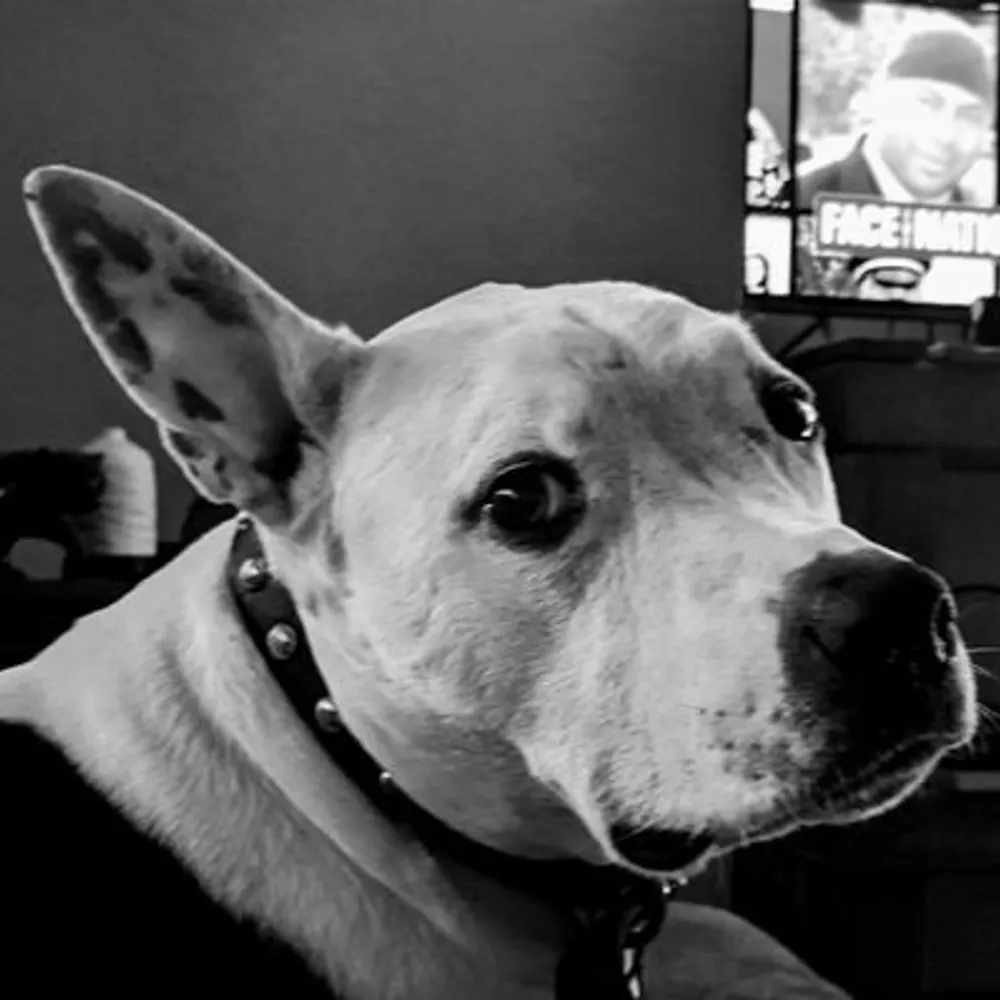 ruraldogs.bsky.social's profile picture