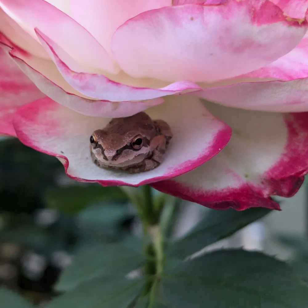 someonesdandelion.bsky.social's profile picture