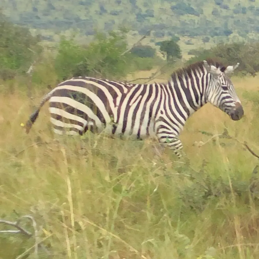 ajcaz.bsky.social's profile picture