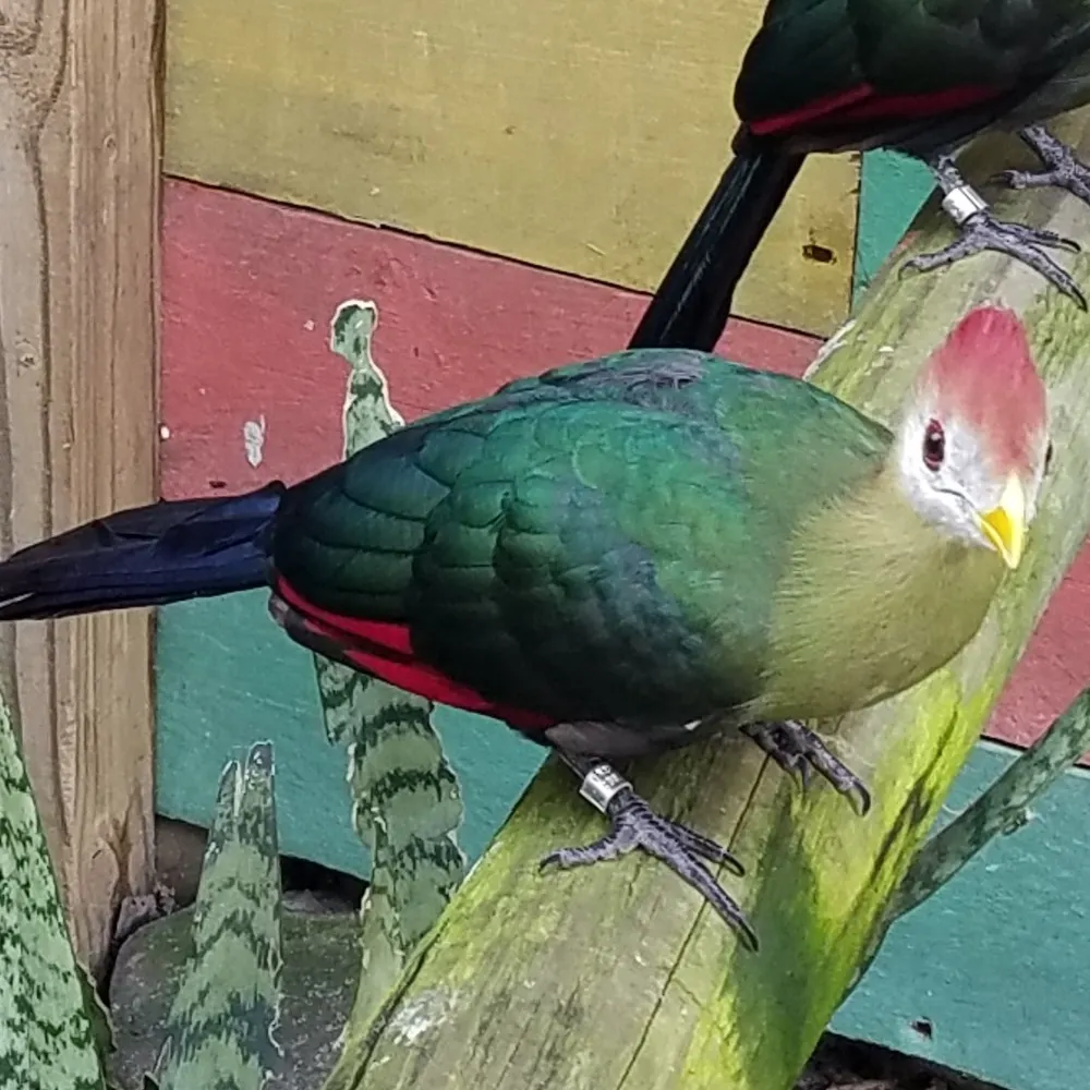 veridianred.bsky.social's profile picture