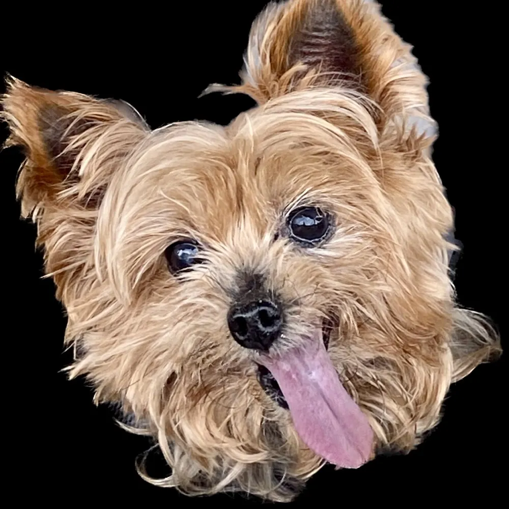 jwolfiedog.bsky.social's profile picture