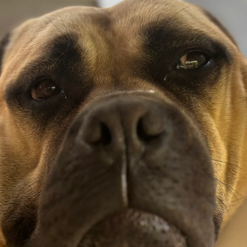 mastiff2.bsky.social's profile picture