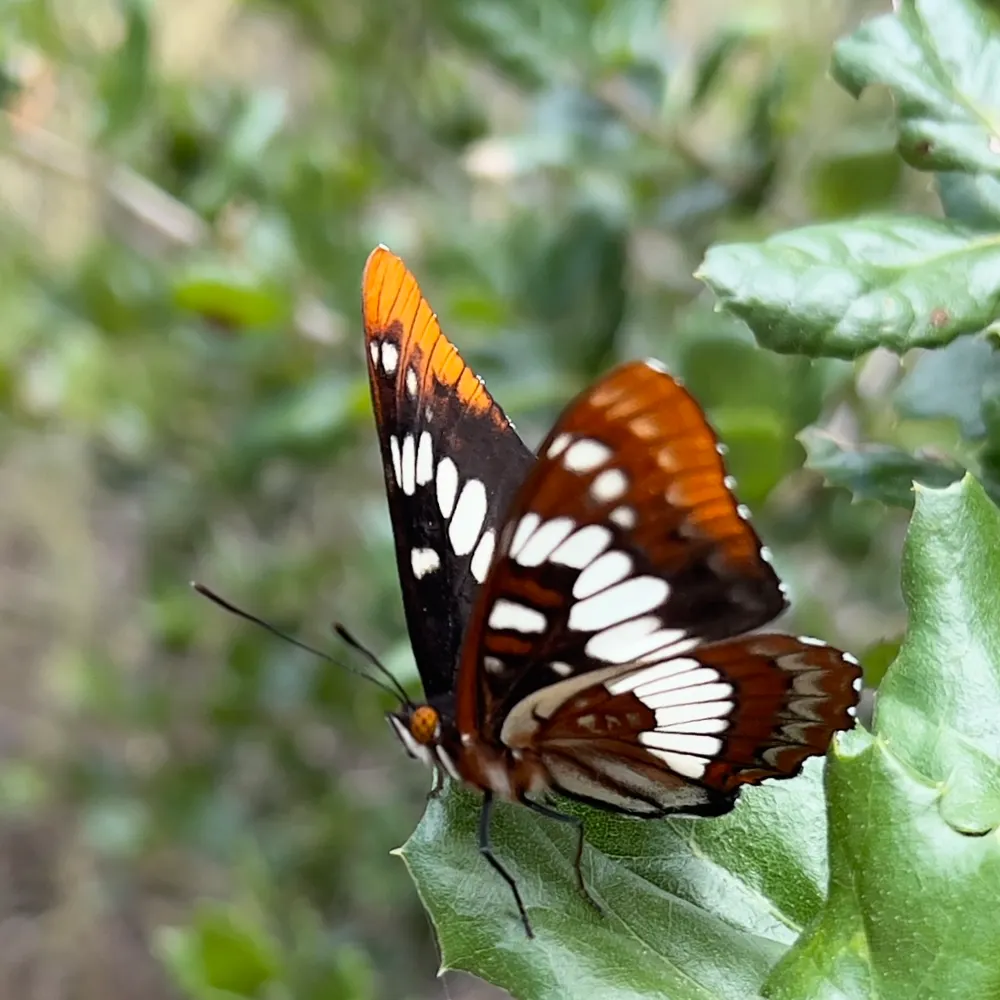 minifauna.bsky.social's profile picture