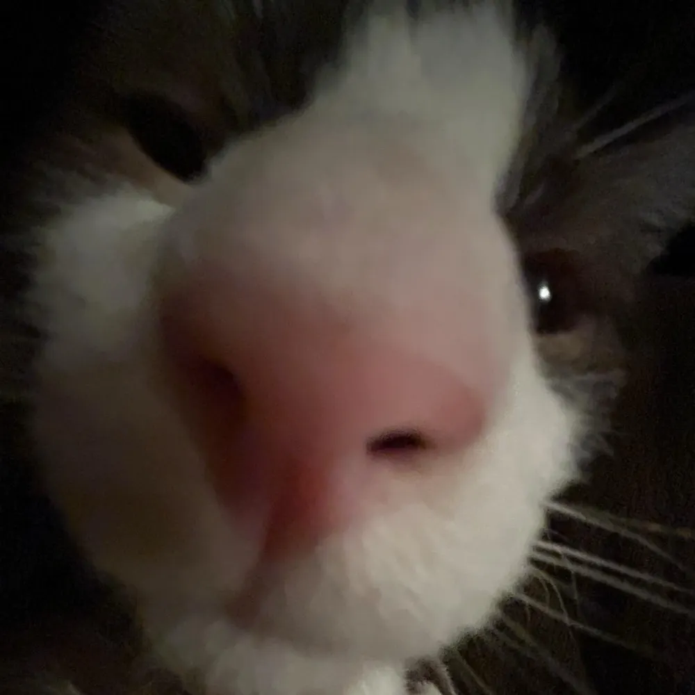 ferretchan.bsky.social's profile picture