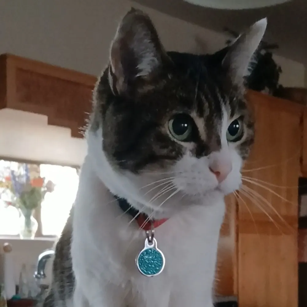 azsuzeblue.bsky.social's profile picture