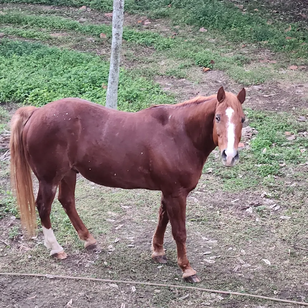 rustybreeze.bsky.social's profile picture