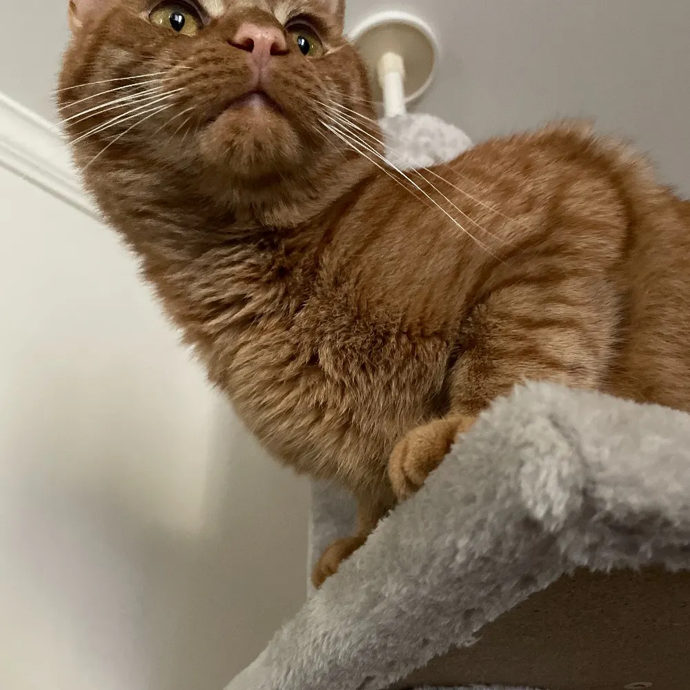 derwen.bsky.social's profile picture