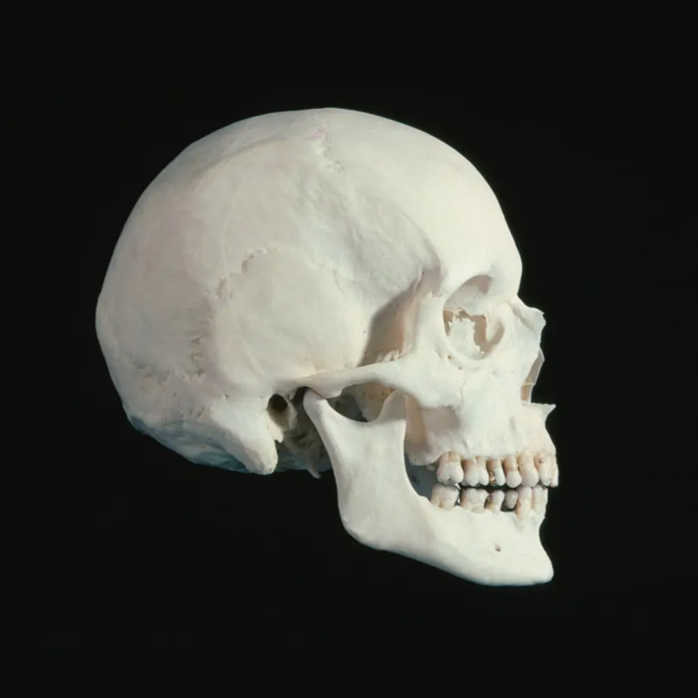 kurimustvalge.bsky.social's profile picture