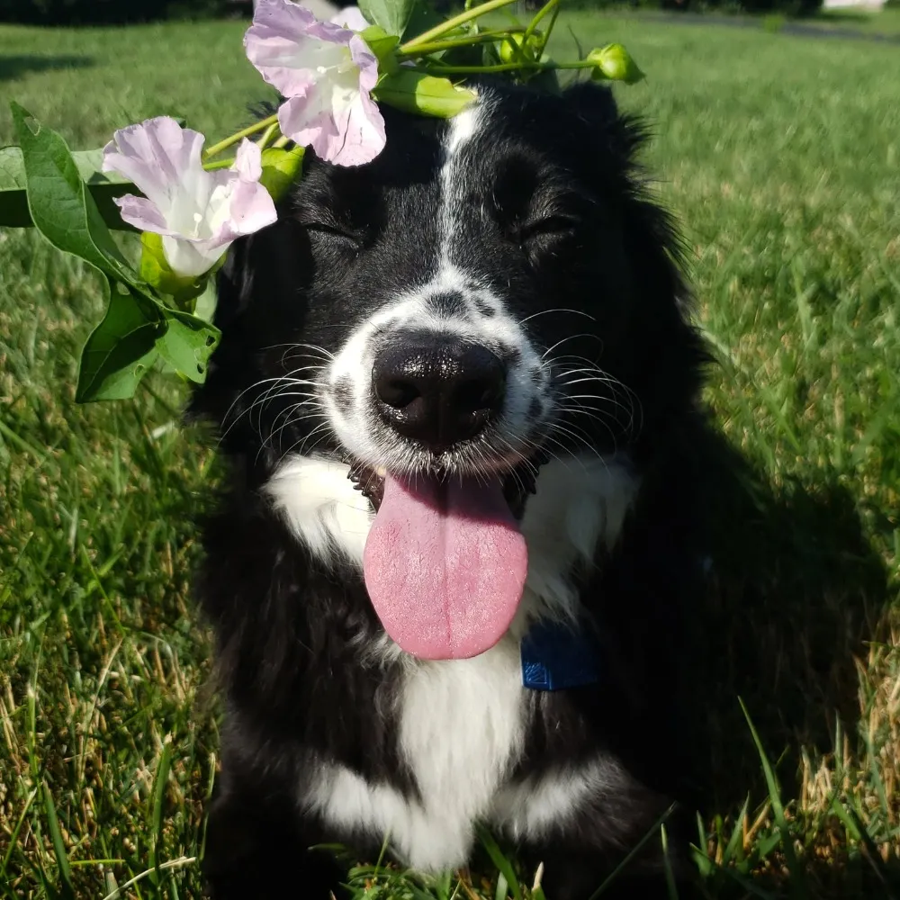 pinkoscare.bsky.social's profile picture