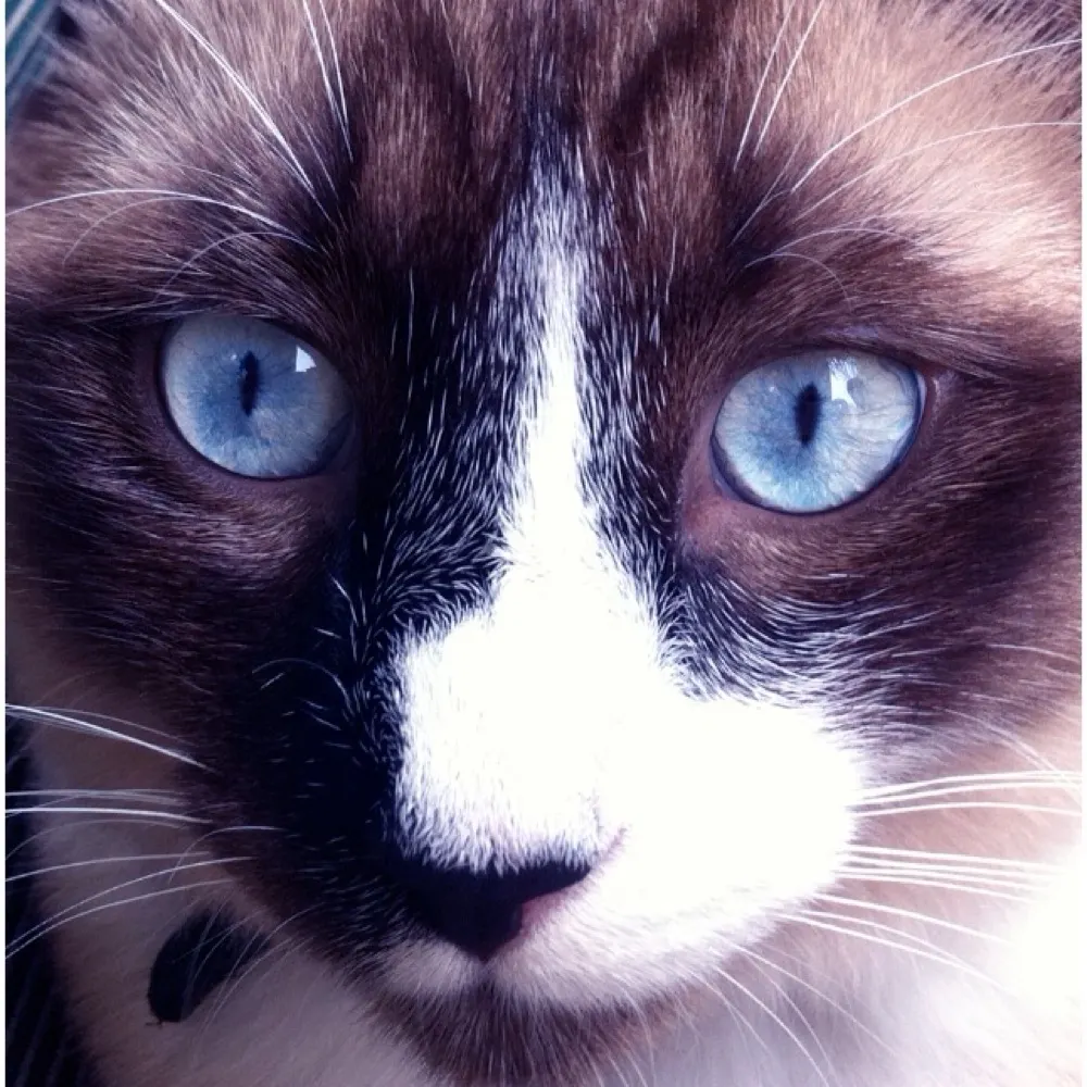 pktara.bsky.social's profile picture