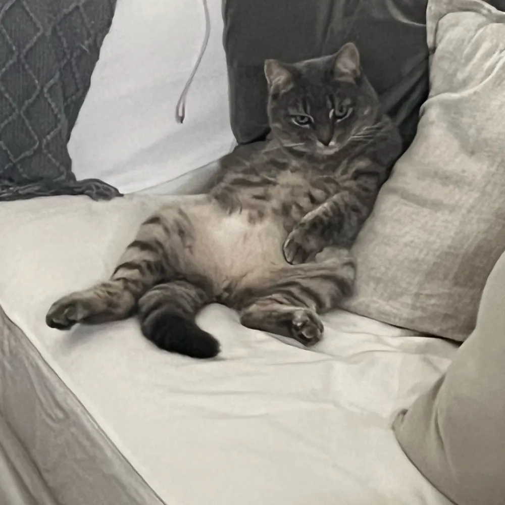 dzman.bsky.social's profile picture