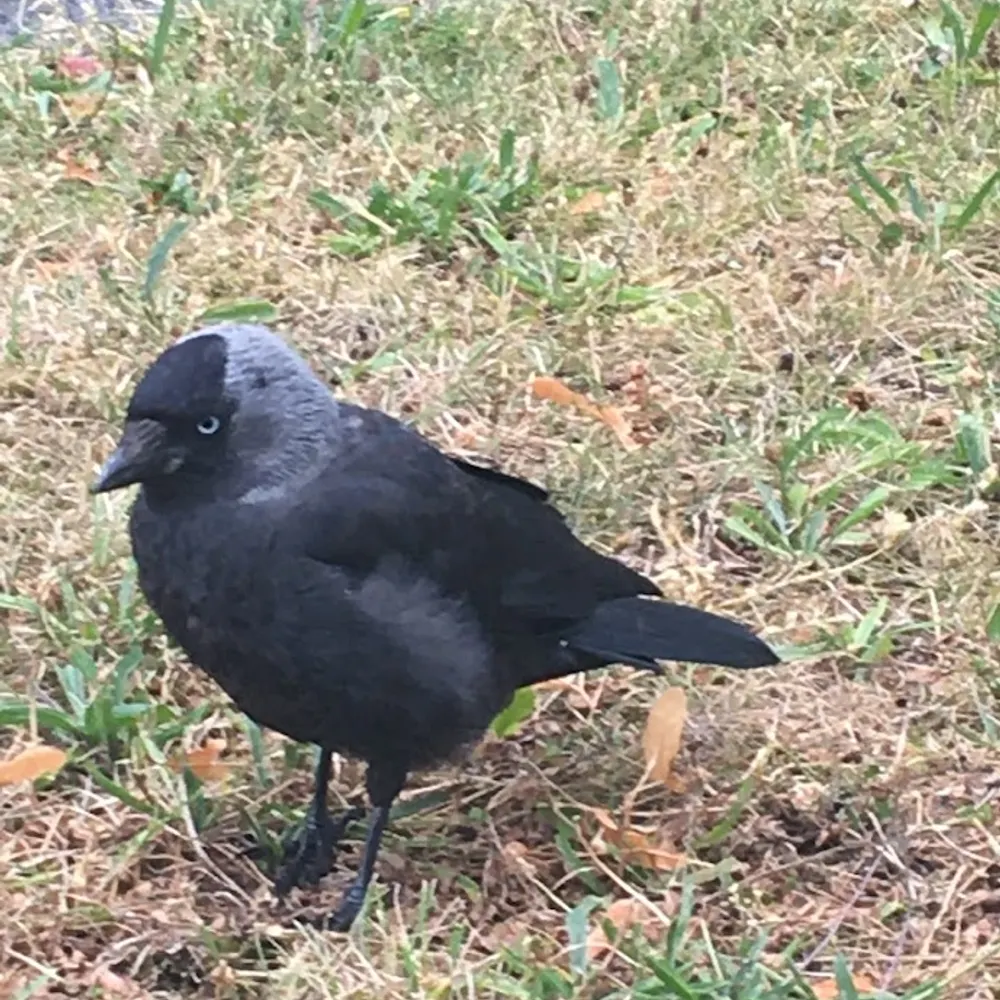 feprit.bsky.social's profile picture