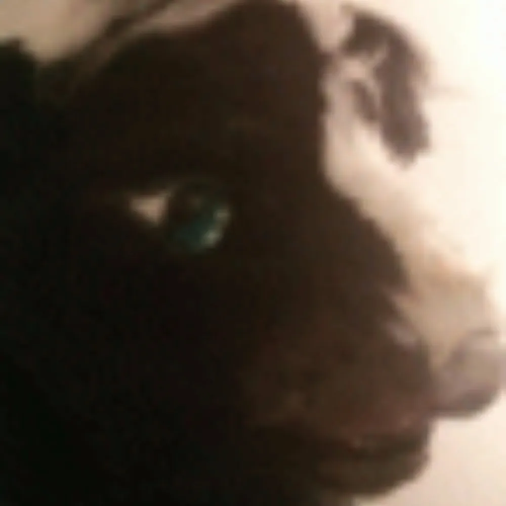 spacewastrel.skunk.agency's profile picture