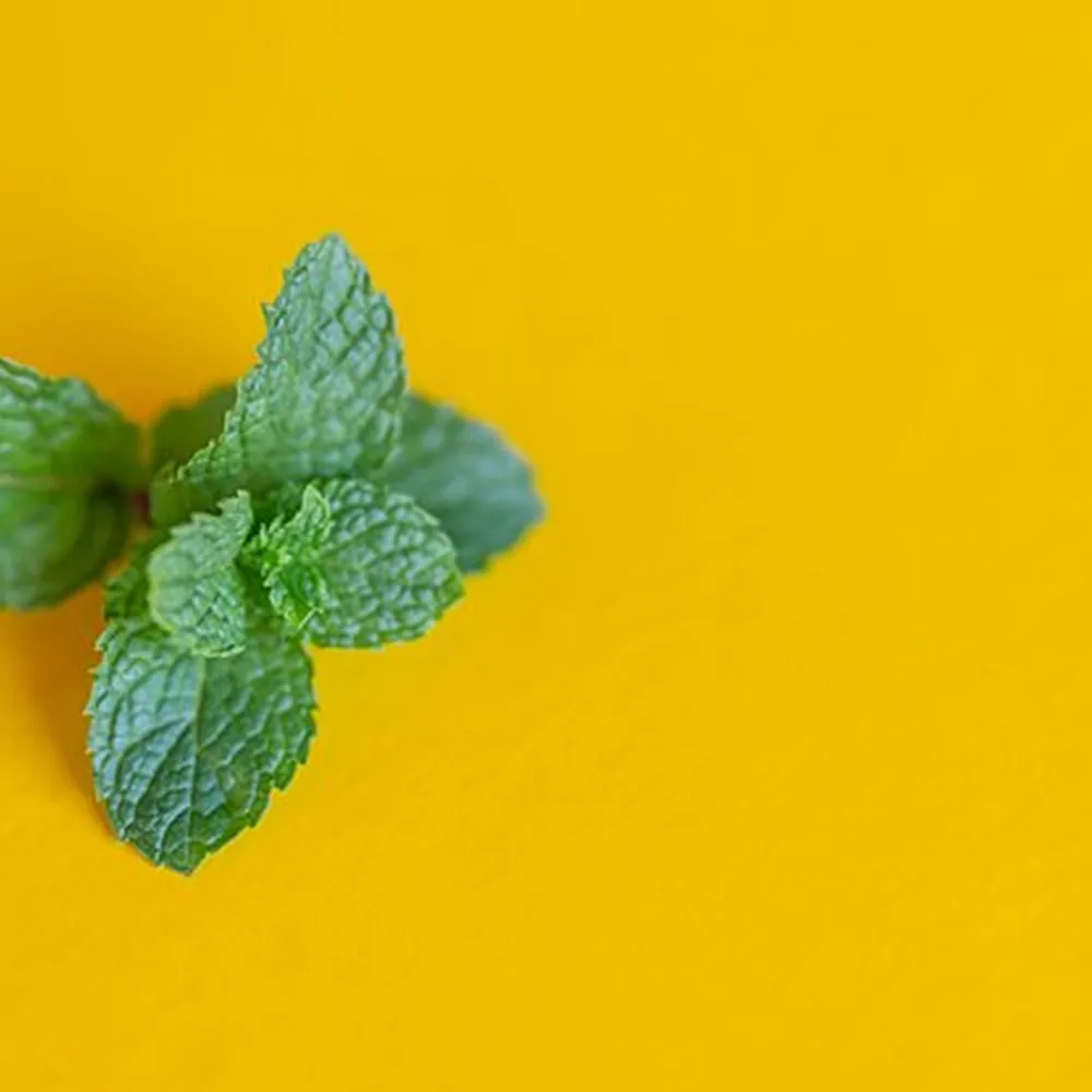 mintthief.bsky.social's profile picture