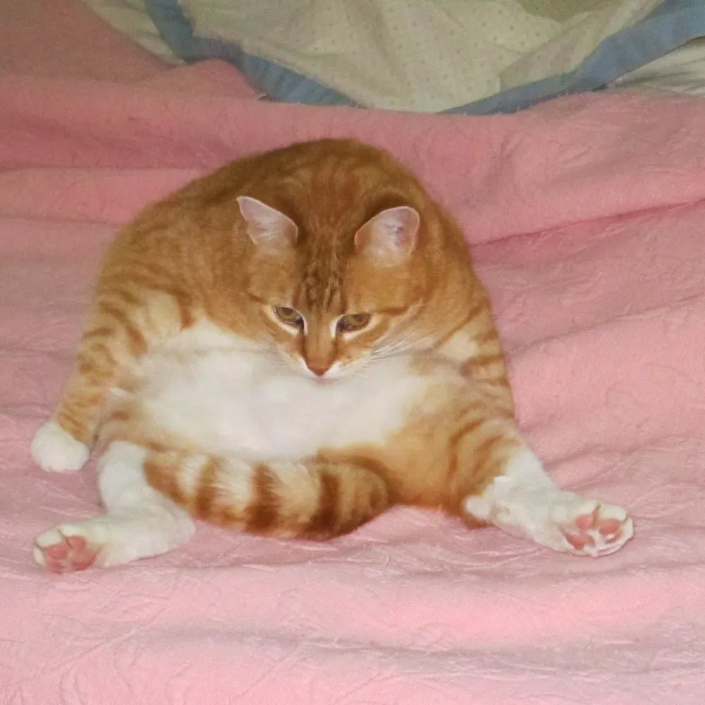 melissawoodruff.bsky.social's profile picture