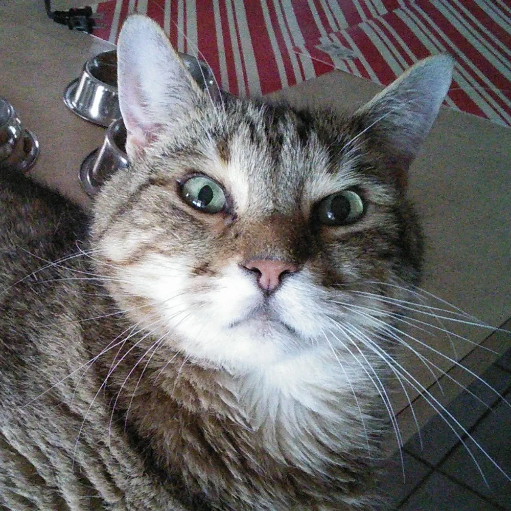 waynechow.bsky.social's profile picture