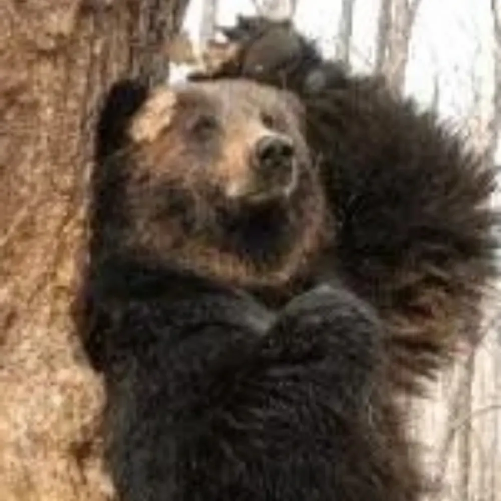 gobbogirl.bsky.social's profile picture