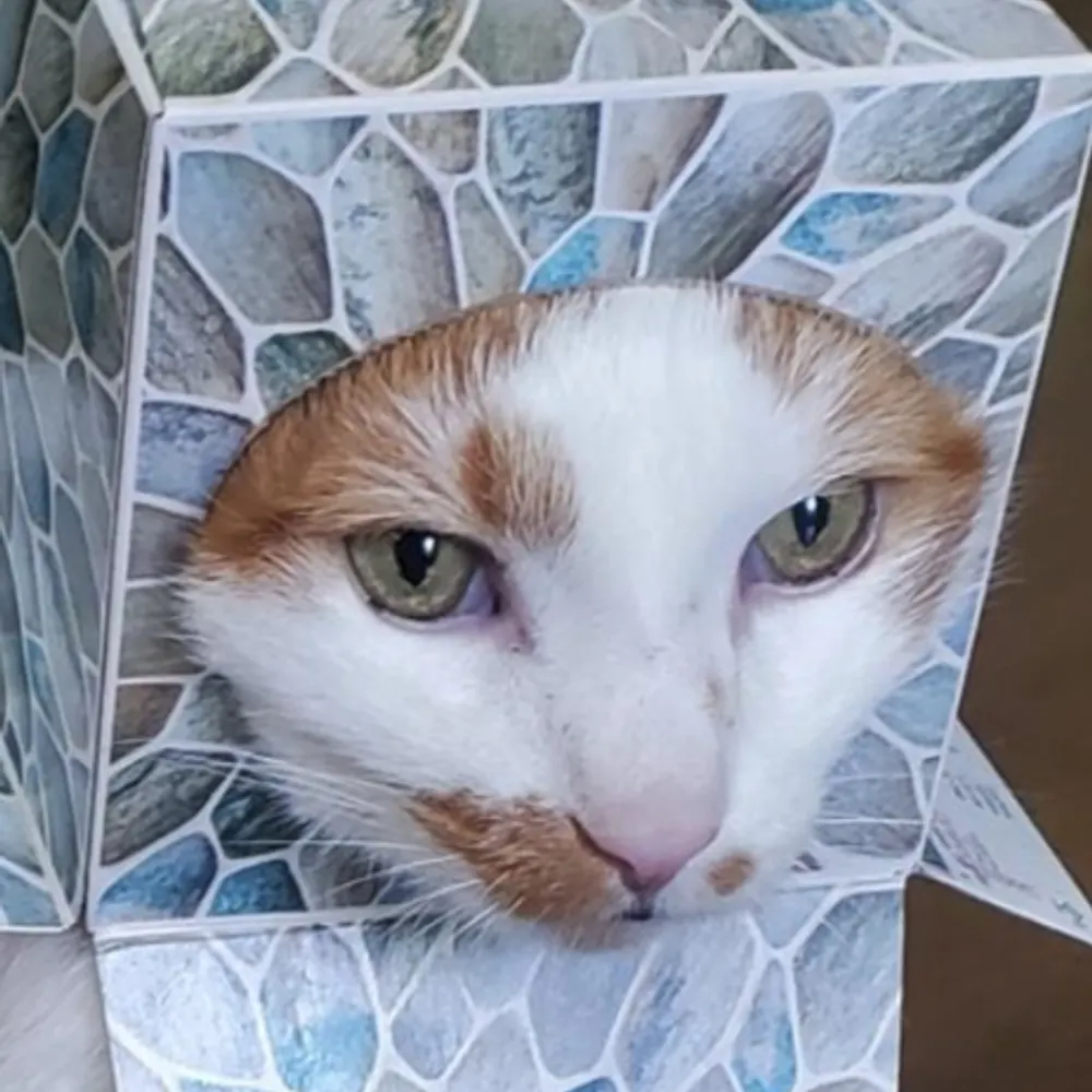 raspberryalchemist.bsky.social's profile picture