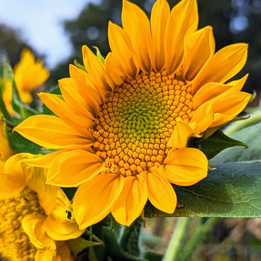 cassandrasilvestra.bsky.social's profile picture