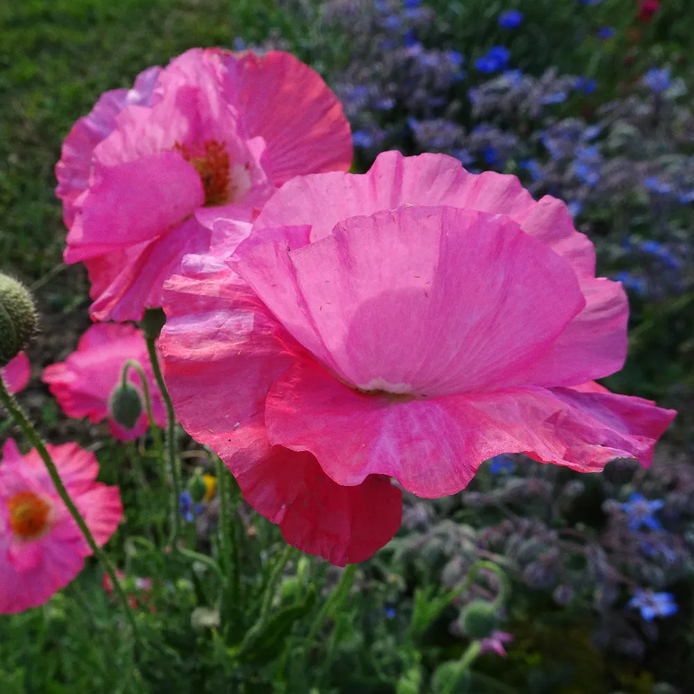 annedejavu.bsky.social's profile picture