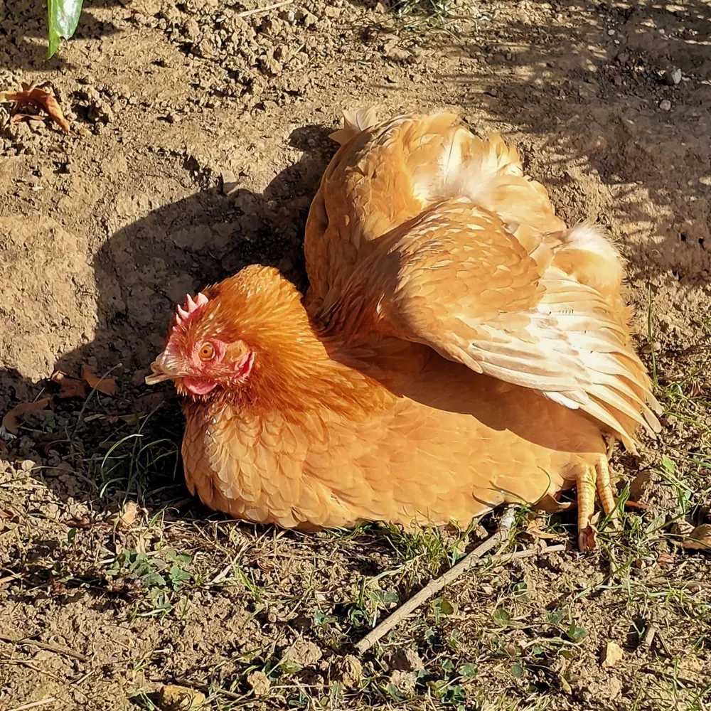 doraymefarted.bsky.social's profile picture