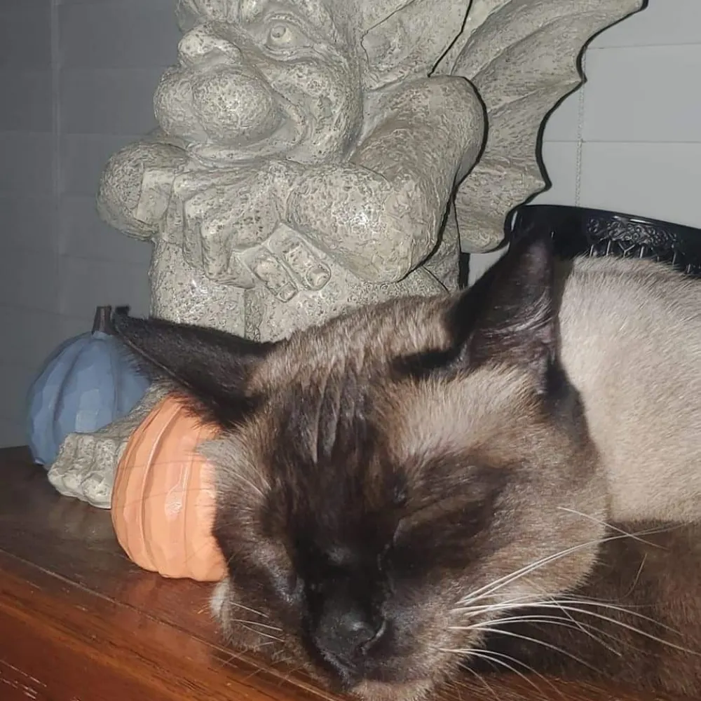 pamelamorgan.bsky.social's profile picture