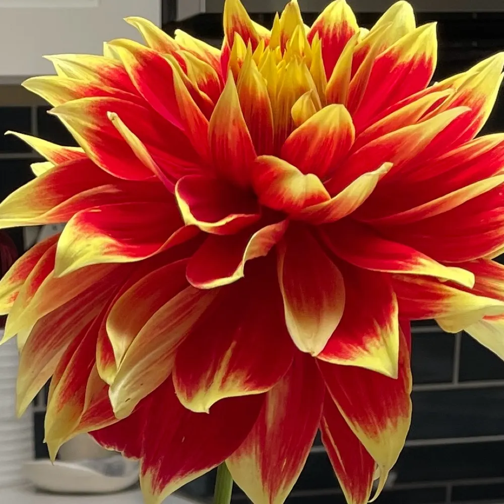 vics-l.bsky.social's profile picture