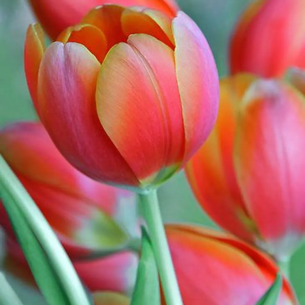 ennievegan.bsky.social's profile picture