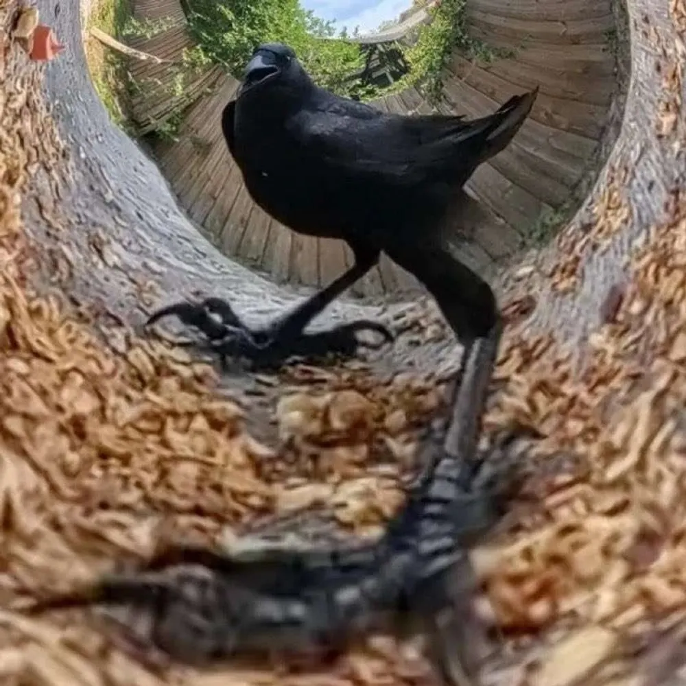 bynnrowell.bsky.social's profile picture