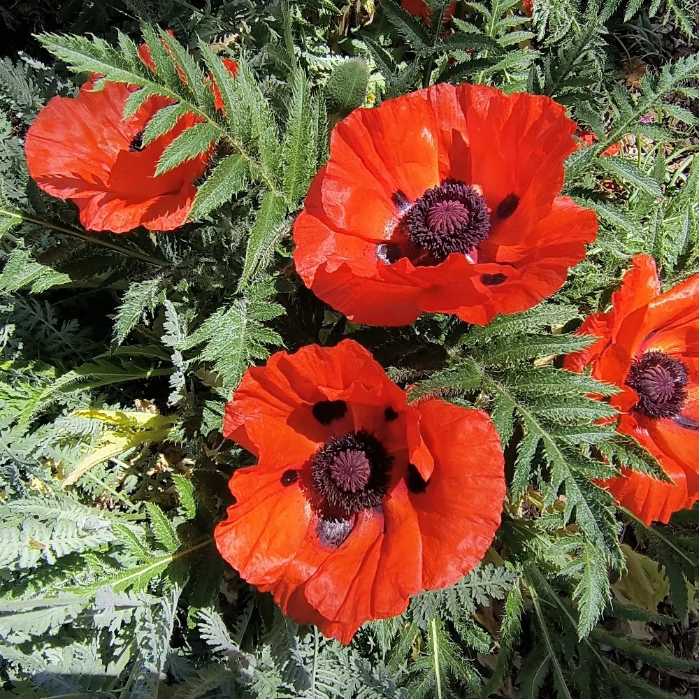 outspoken1net.bsky.social's profile picture