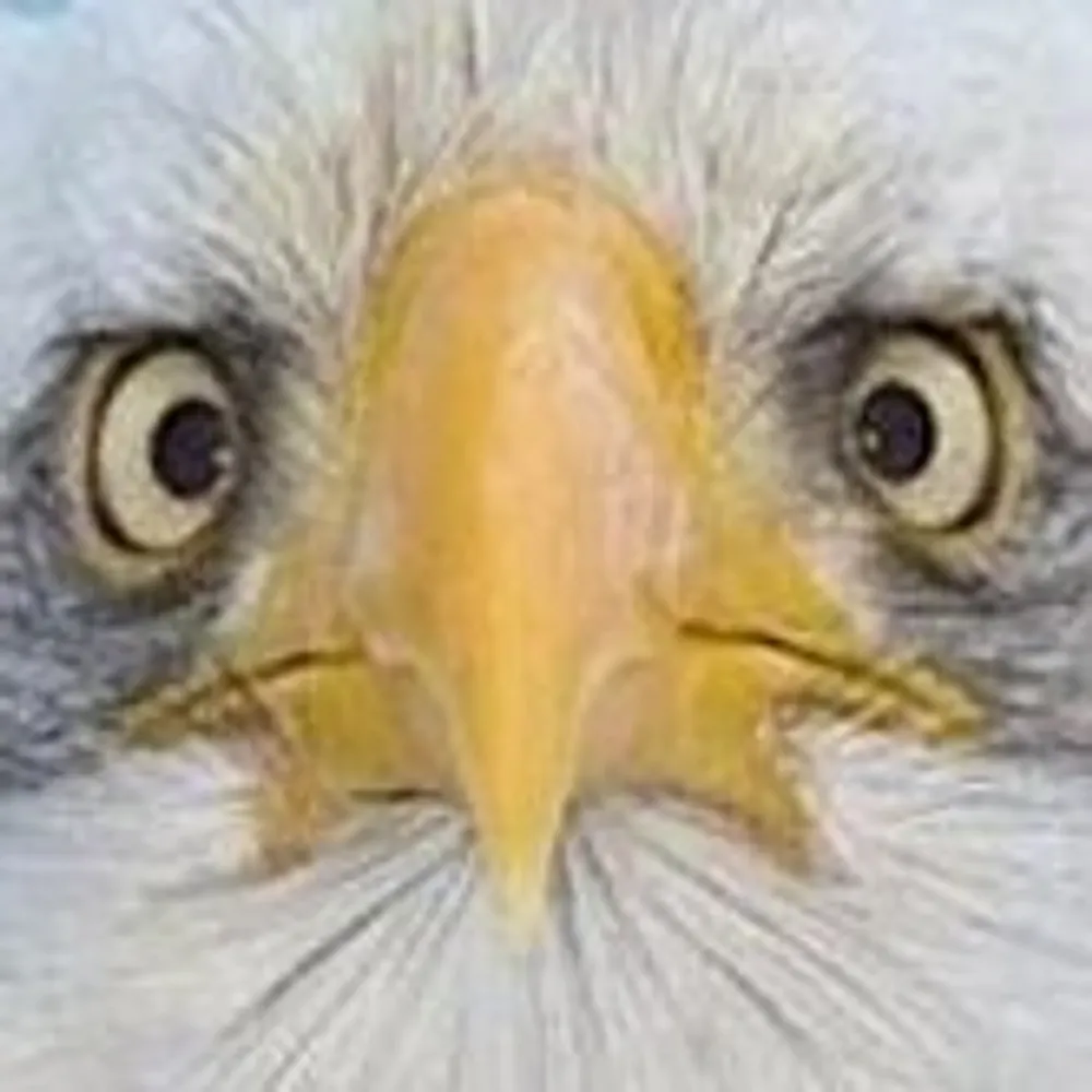 eagleweagle.bsky.social's profile picture