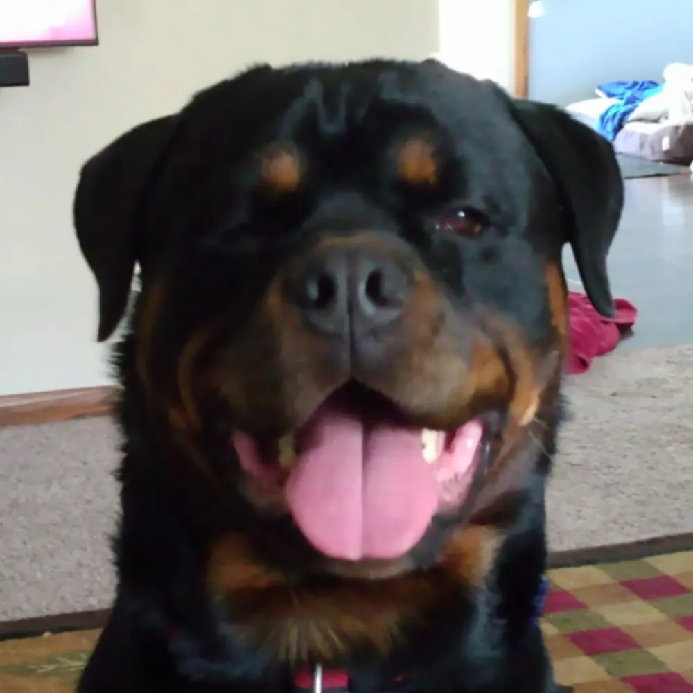 pigznzen.bsky.social's profile picture