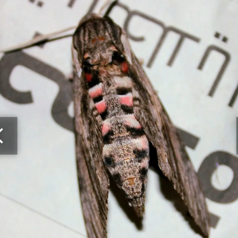 captconvolvuli.bsky.social's profile picture