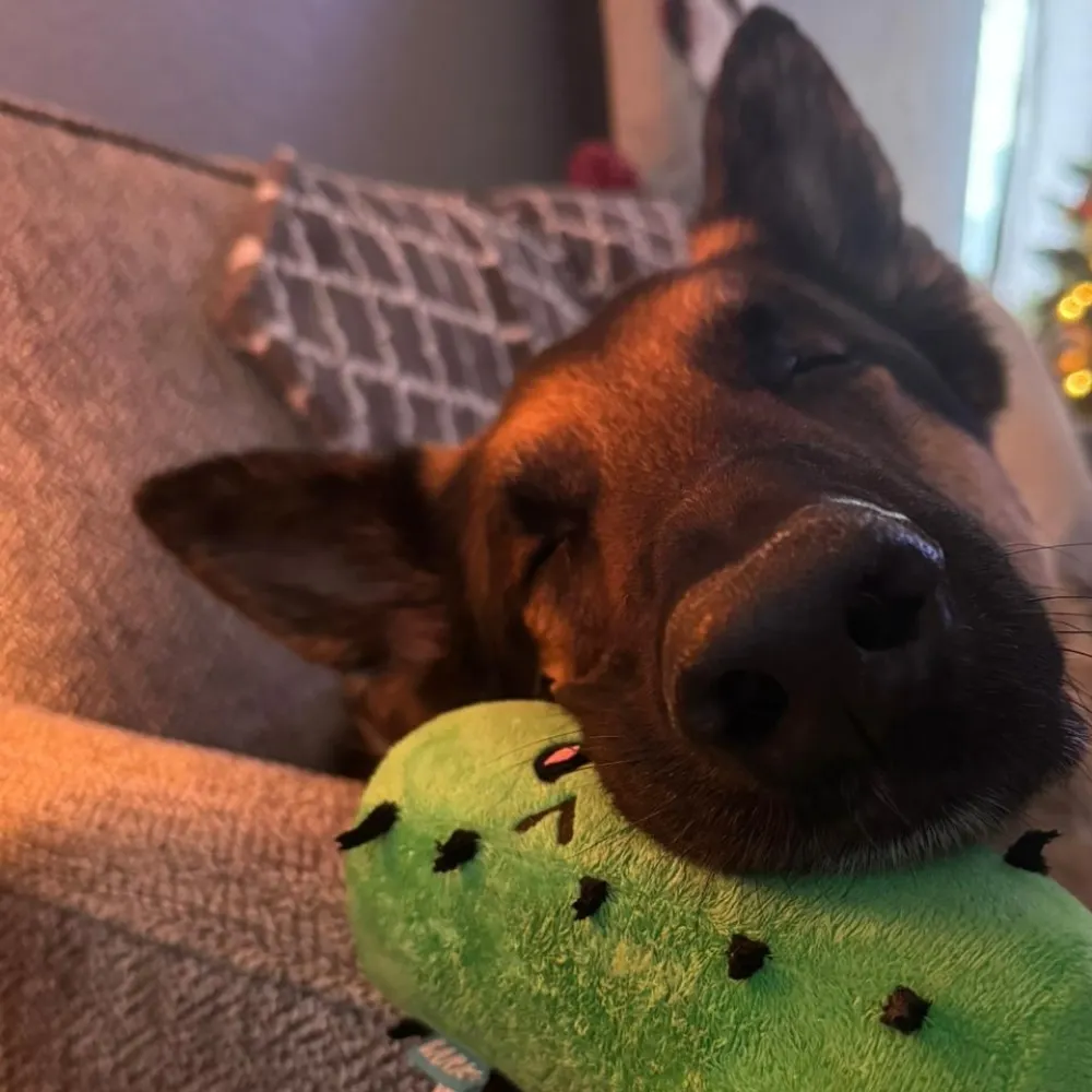 strigori.bsky.social's profile picture