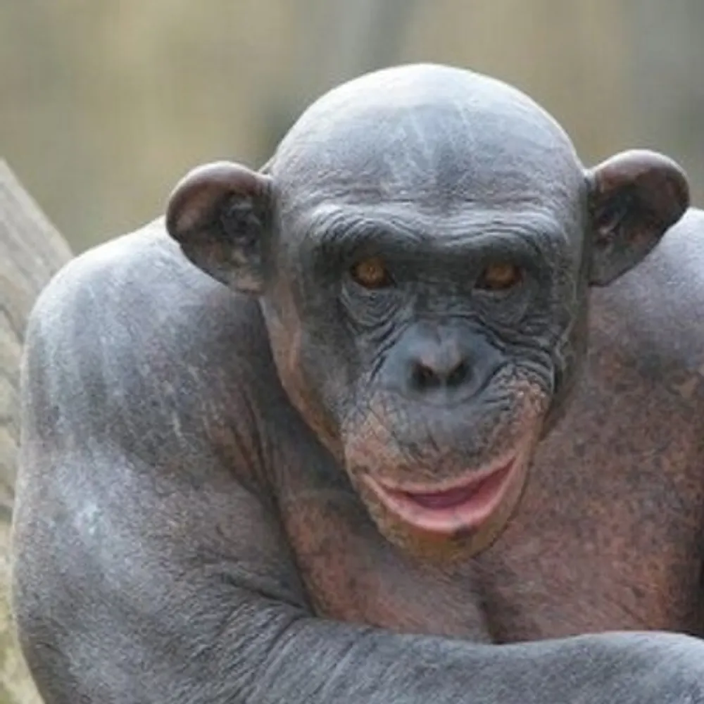 sevivi.bsky.social's profile picture