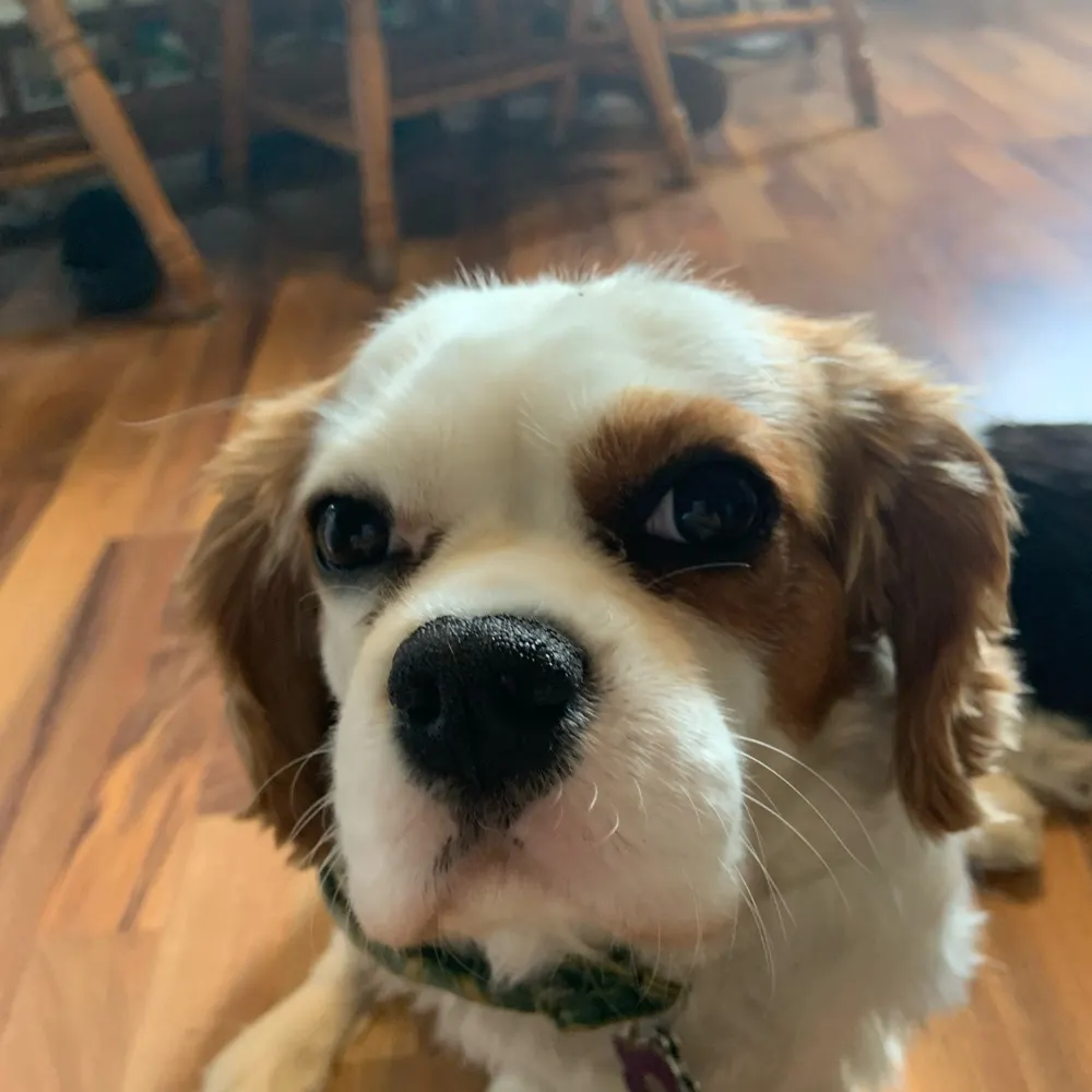 dougishere.bsky.social's profile picture