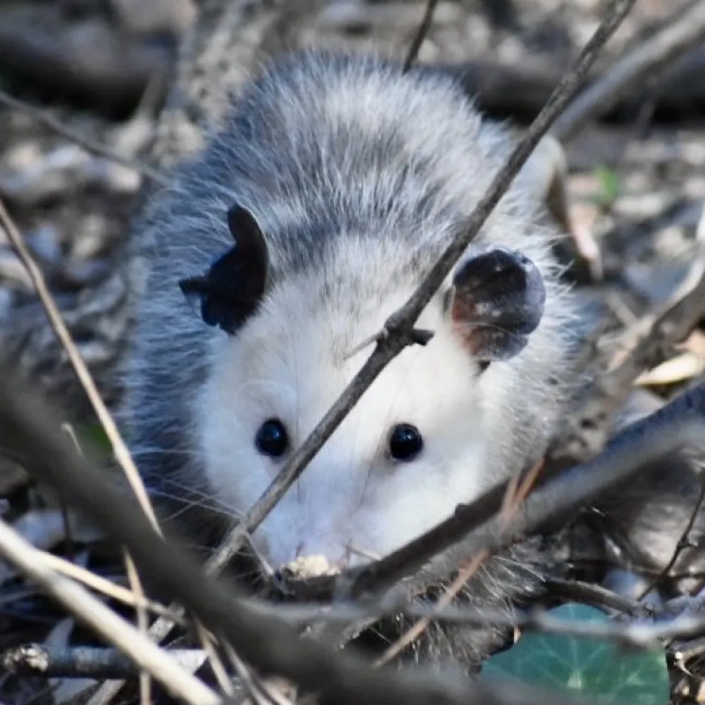 booyatrumpsucks.bsky.social's profile picture