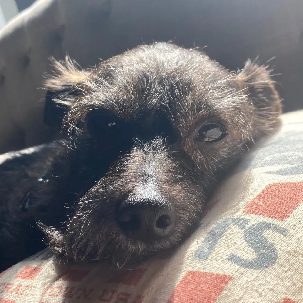 penguinwizard.bsky.social's profile picture