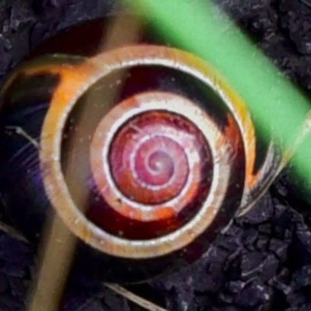 mnent.bsky.social's profile picture