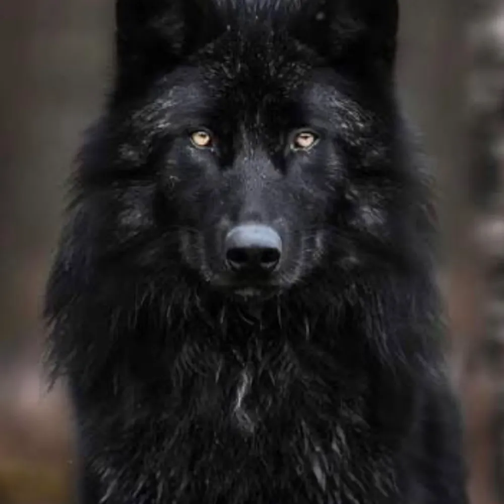 mountains-rivers.bsky.social's profile picture