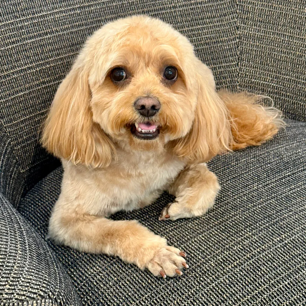 sdambrosio.bsky.social's profile picture