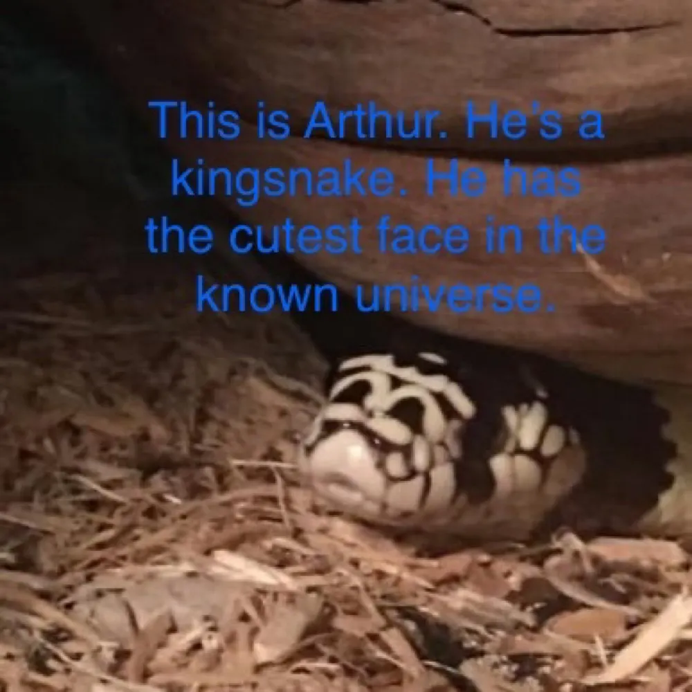 hoaxter61.bsky.social's profile picture