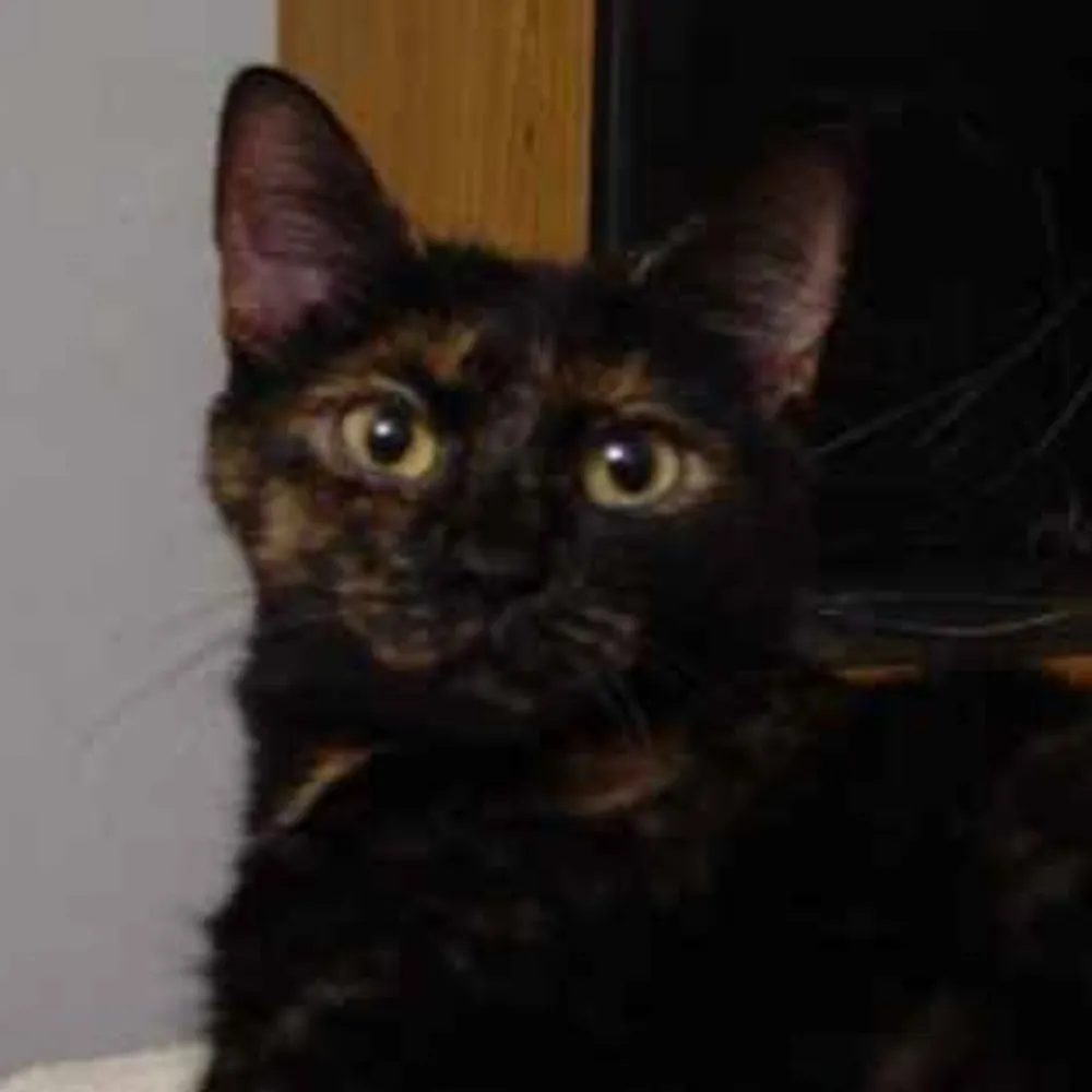 ukraine.dreadcat.us's profile picture