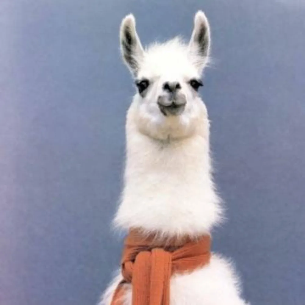 buckmeister.bsky.social's profile picture