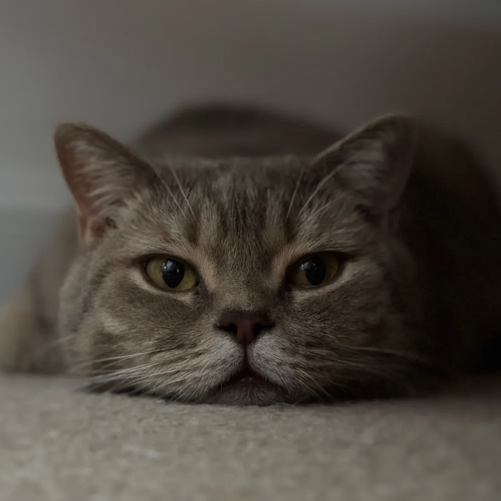 jayjaybee.bsky.social's profile picture