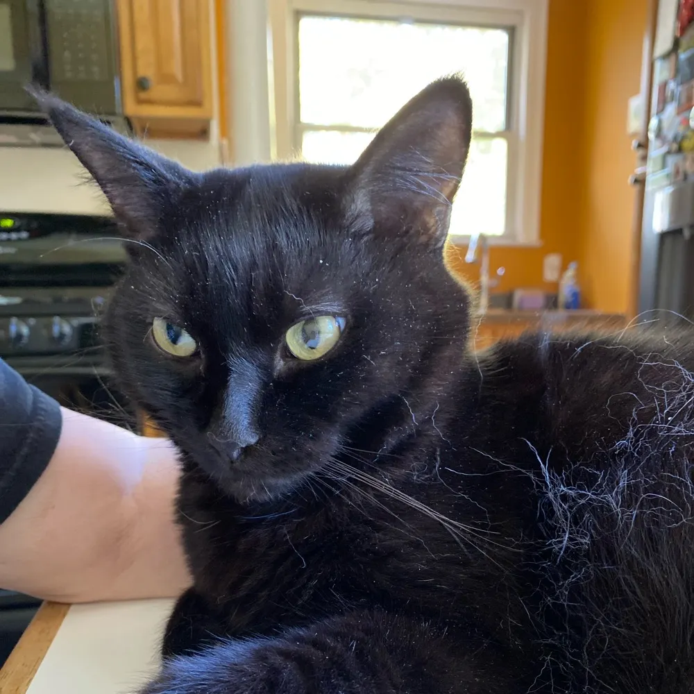 jelenatf.bsky.social's profile picture