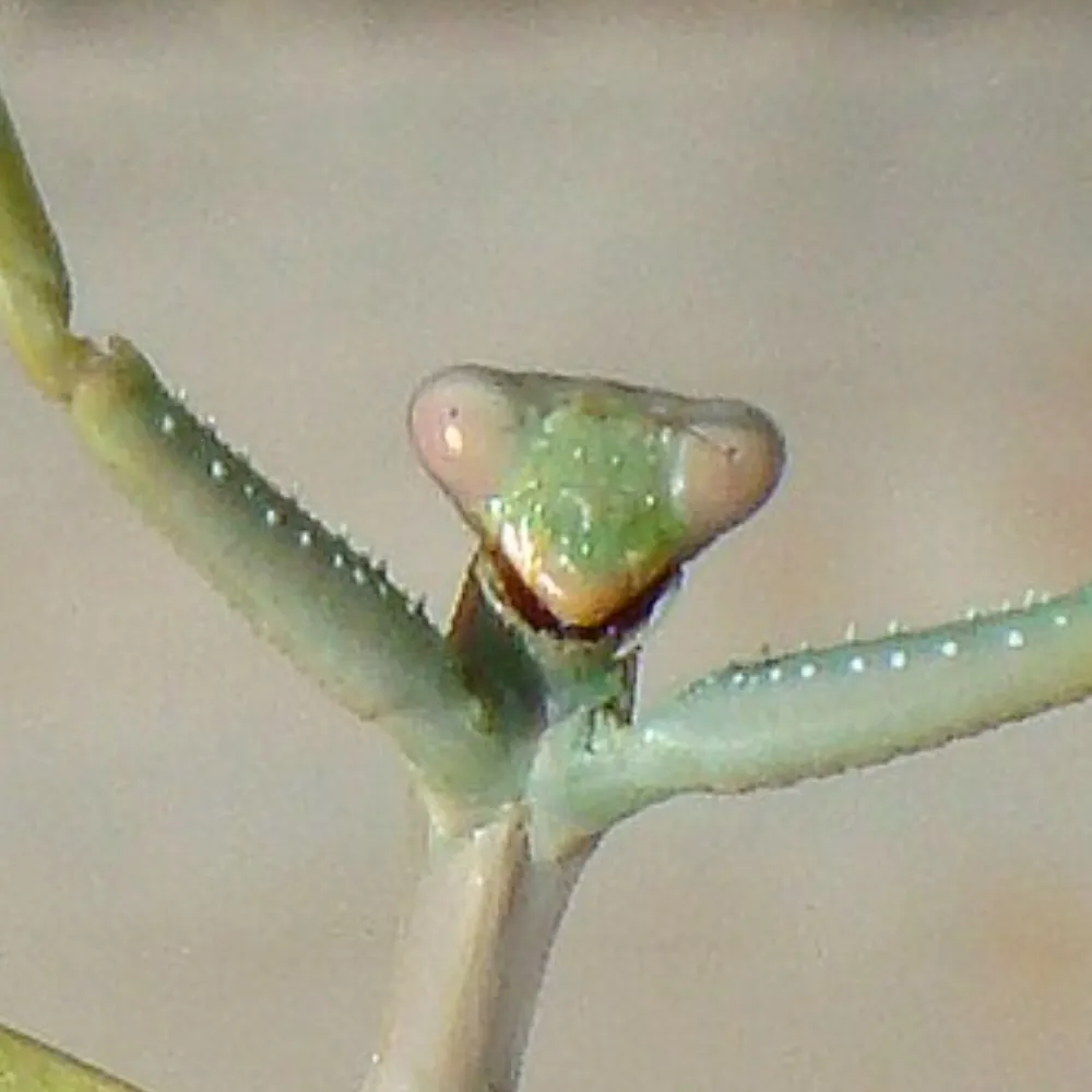 meteors-trike.bsky.social's profile picture